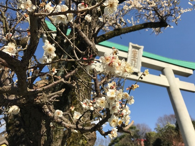出雲大社の梅
