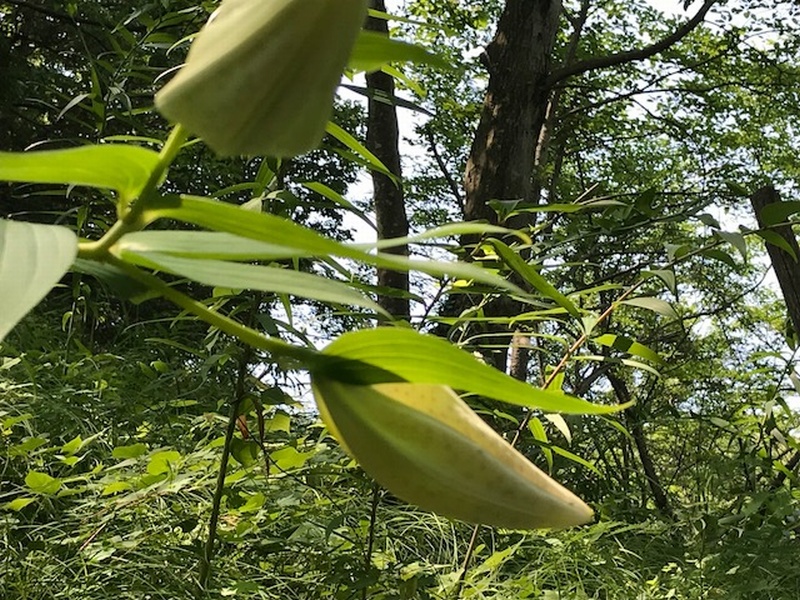 まだつぼみの状態 弘法山公園 はだの旬だより 秦野市観光協会