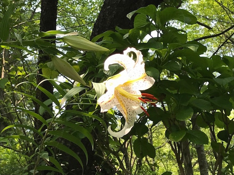 まだつぼみの状態 弘法山公園 はだの旬だより 秦野市観光協会