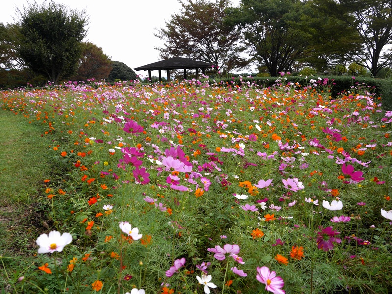 秦野戸川公園でコスモスが見ごろです はだの旬だより 秦野市観光協会