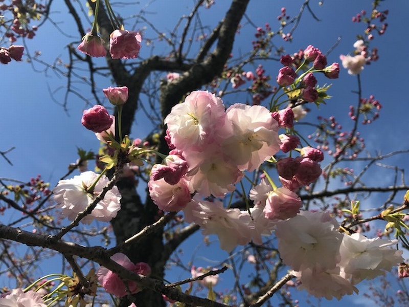 千村の八重桜と秦野戸川公園のチューリップ はだの旬だより 秦野市観光協会