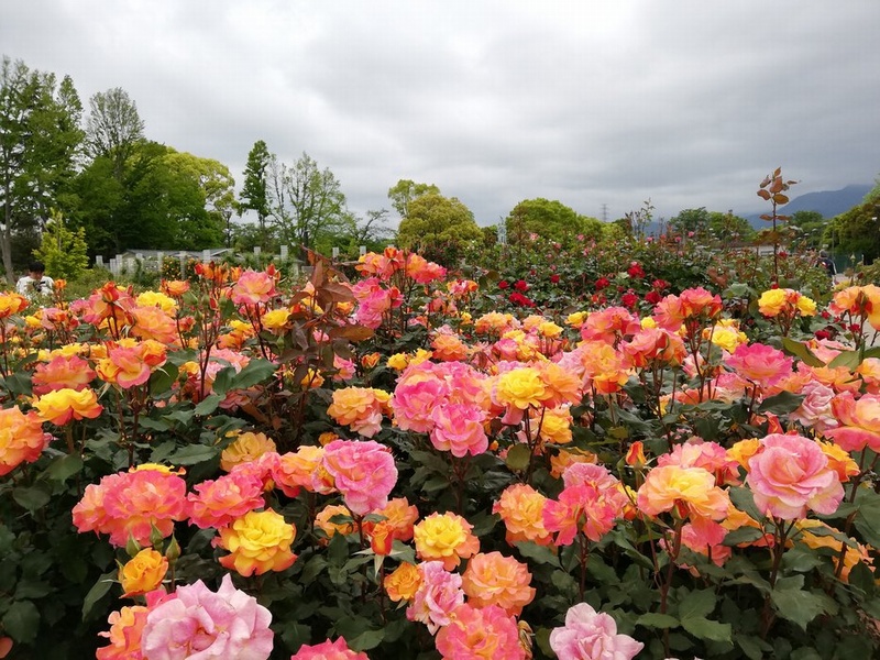 カルチャーパークで春バラがまもなく見ごろです はだの旬だより 秦野市観光協会