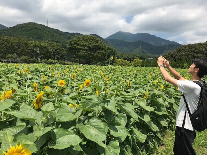 ひまわり 畑 山口