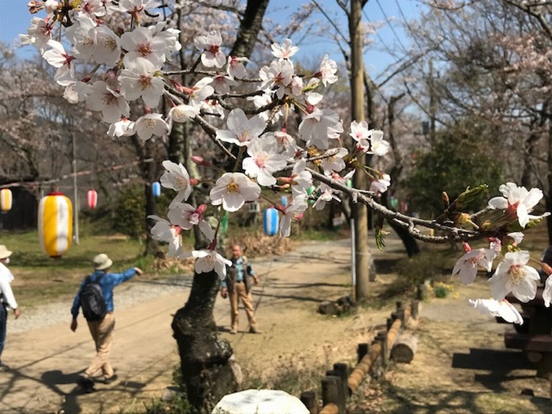 弘法山公園の桜は五分咲きです はだの旬だより 秦野市観光協会