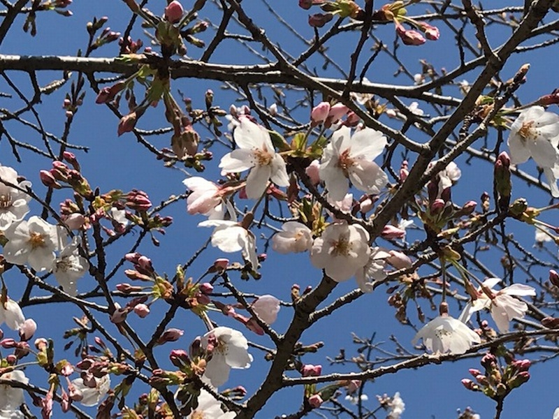 弘法山公園の桜は五分咲きです はだの旬だより 秦野市観光協会