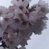秦野の桜2016
