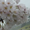 秦野の桜2017