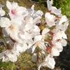 秦野の桜2020