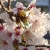 秦野の桜2023