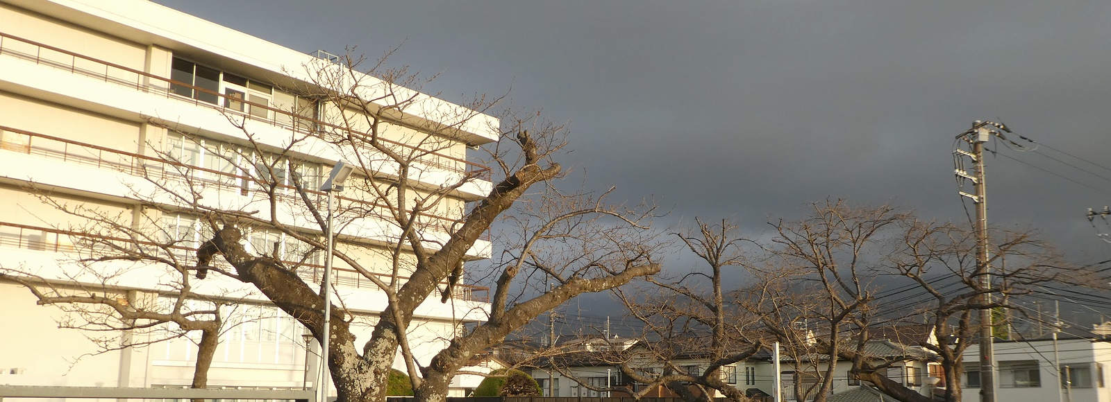 秦野市役所の桜02