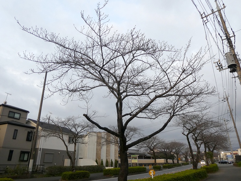 はだの桜みちの桜03