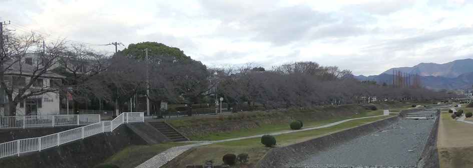 富士見大橋から見たの桜01