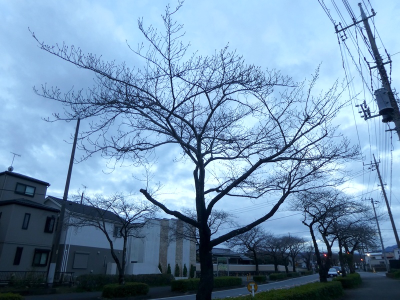 はだの桜みちの桜03