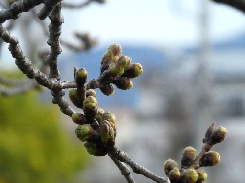 カルチャーパーク前の桜01