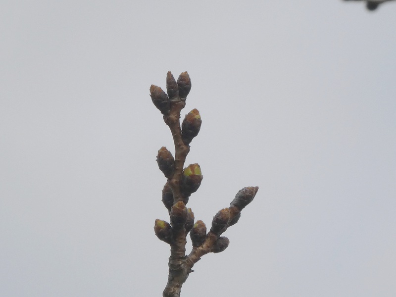 秦野市役所の桜01