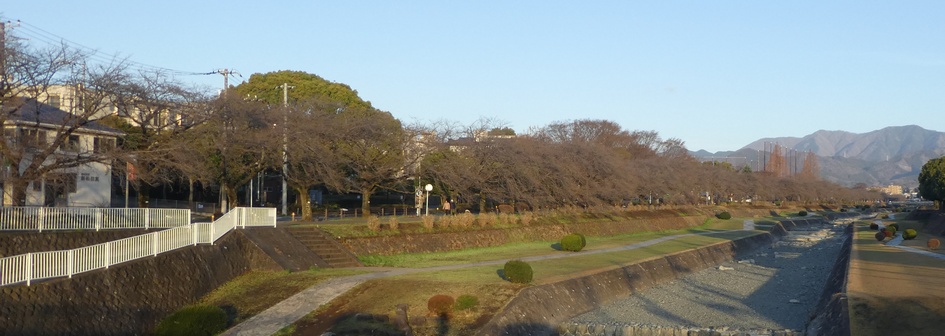 富士見大橋から見たの桜01