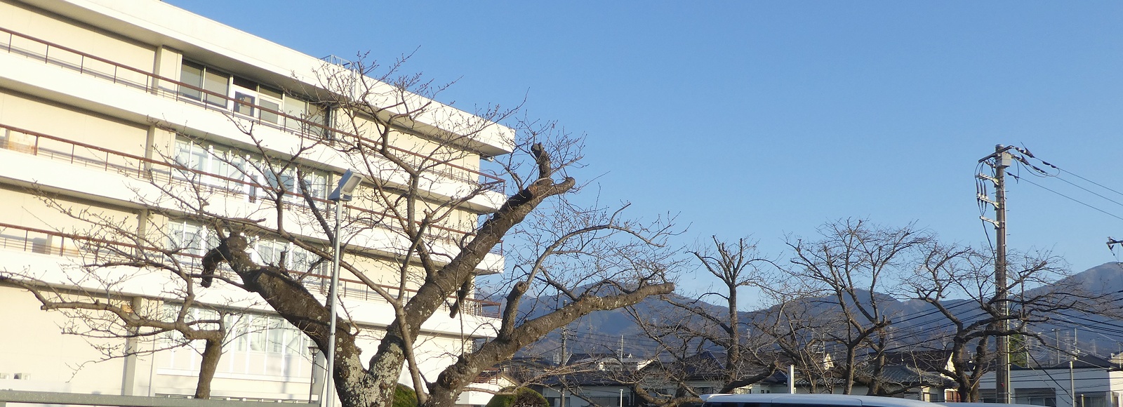 秦野市役所の桜02