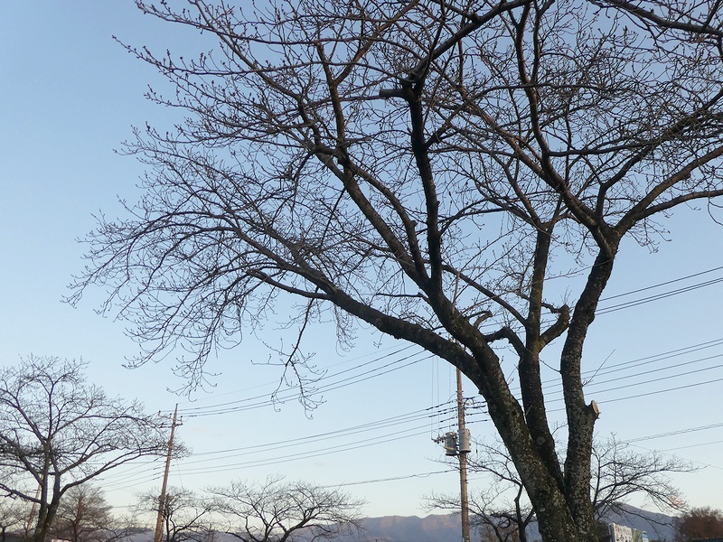 はだの桜みちの桜02