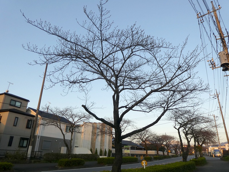 はだの桜みちの桜03