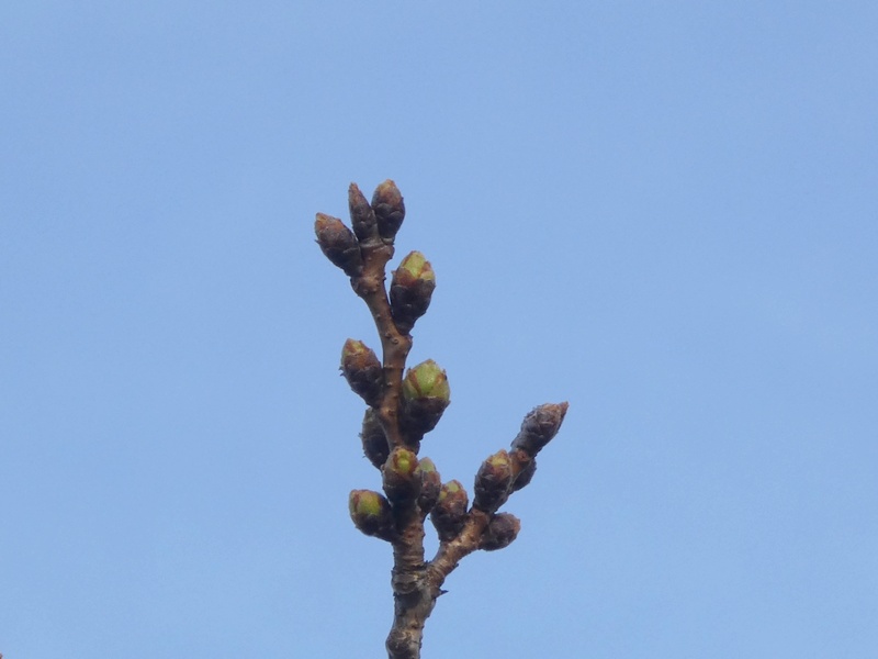 秦野市役所の桜01