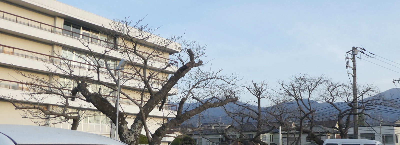 秦野市役所の桜02