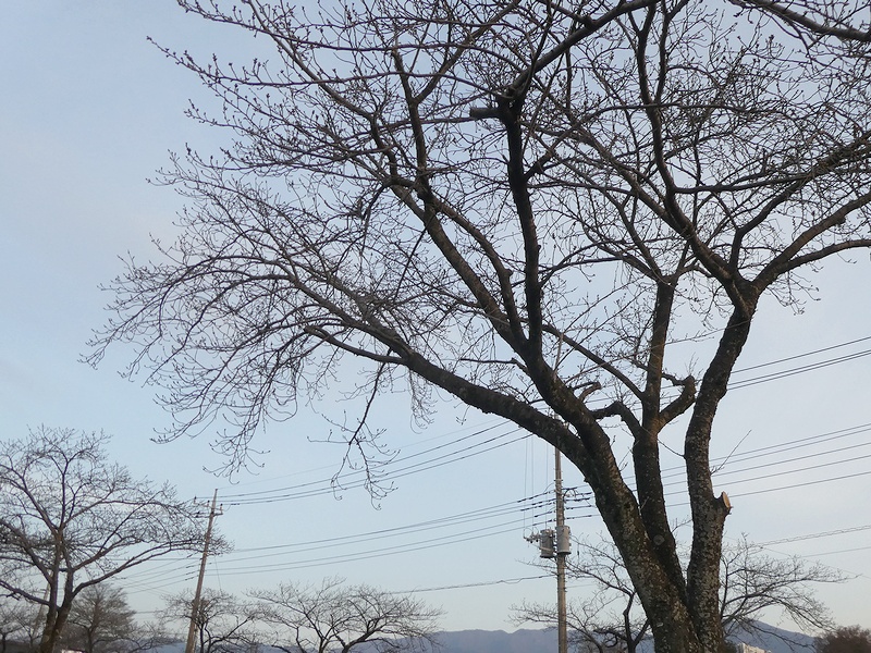 はだの桜みちの桜02