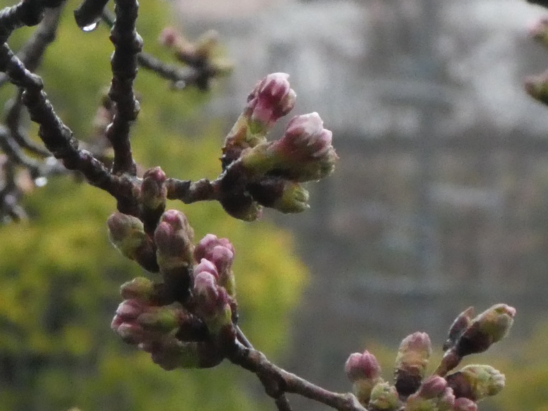 今日の桜の様子