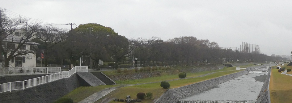 富士見大橋から見たの桜01