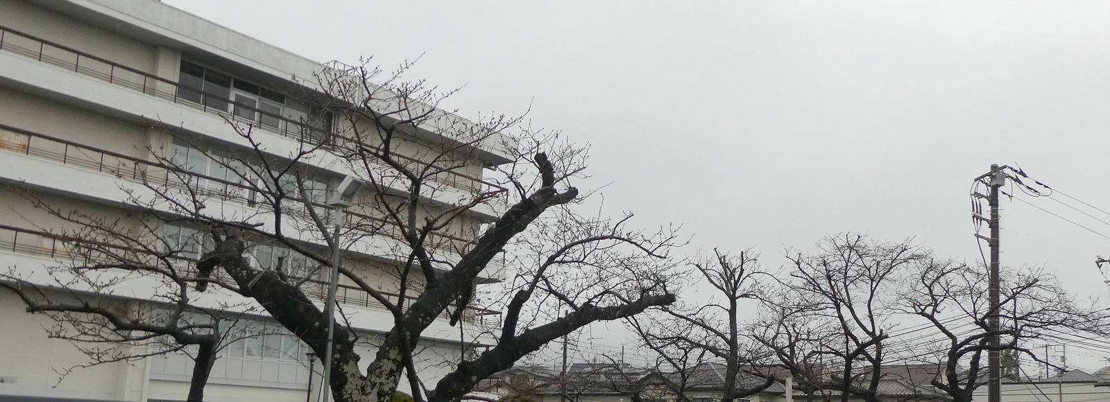 秦野市役所の桜02