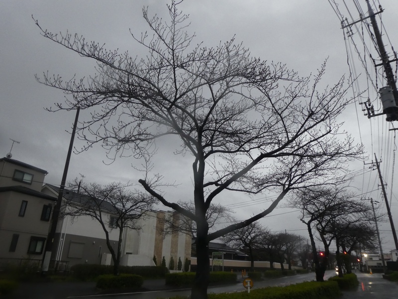 はだの桜みちの桜03