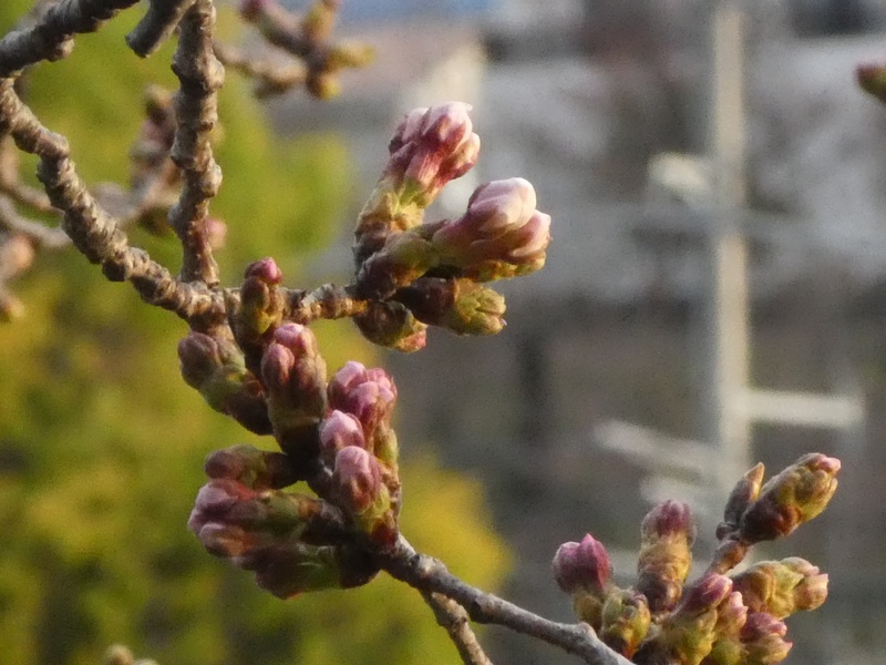 カルチャーパーク前の桜01