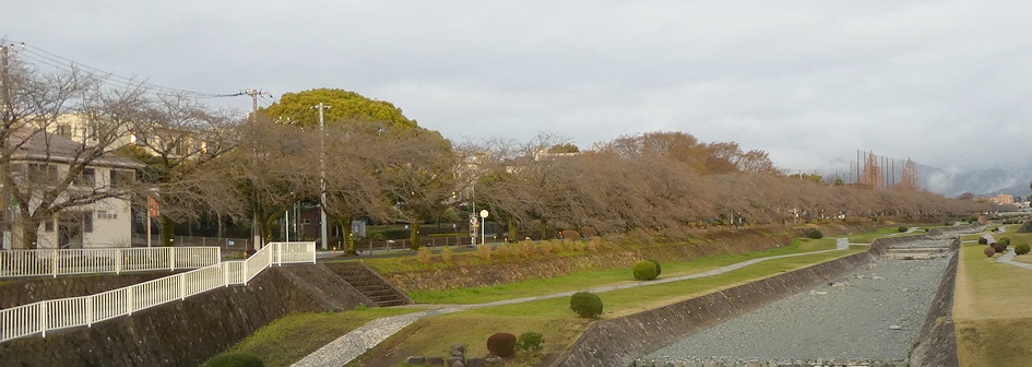 富士見大橋から見たの桜01