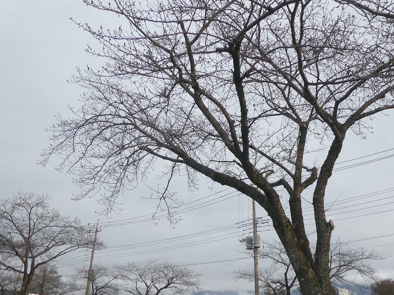 はだの桜みちの桜02