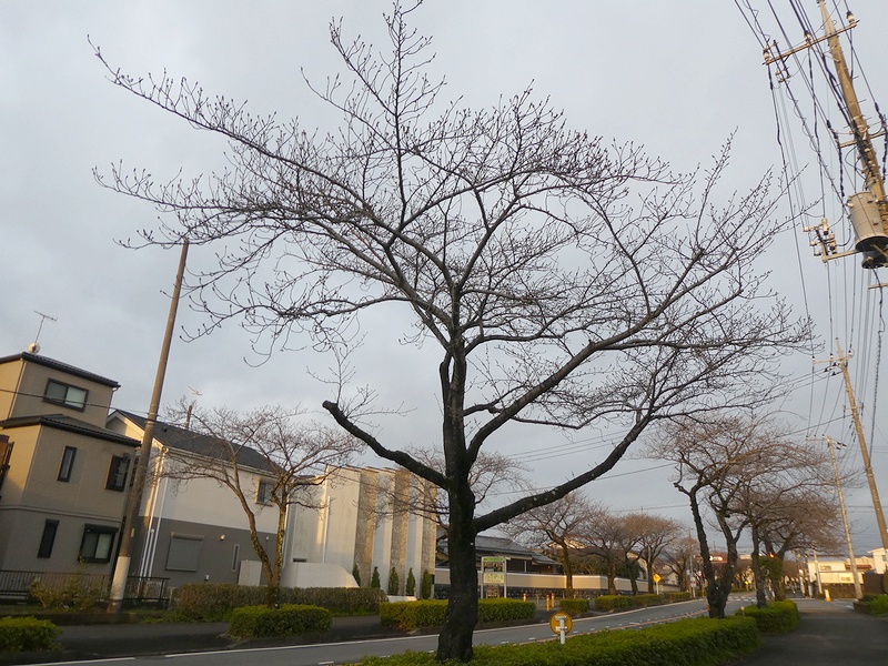 はだの桜みちの桜03