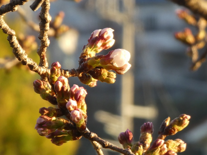 カルチャーパーク前の桜01