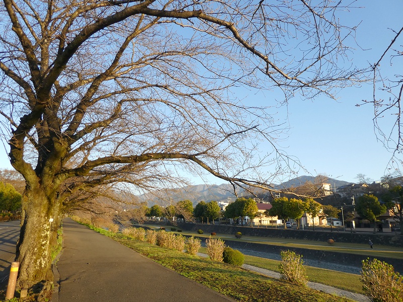 カルチャーパーク前の桜02