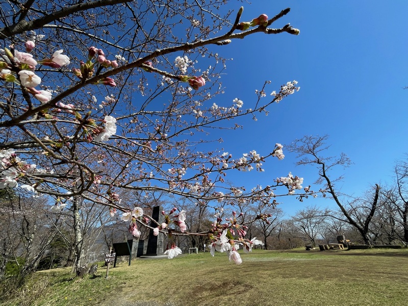 令和5年（2023）3月20日（月）の弘法山公園の桜