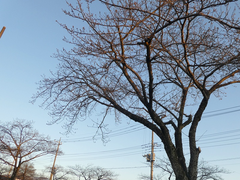 はだの桜みちの桜02