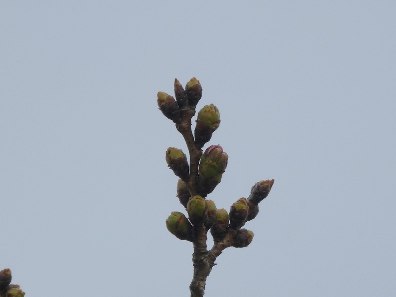 秦野市役所の桜01