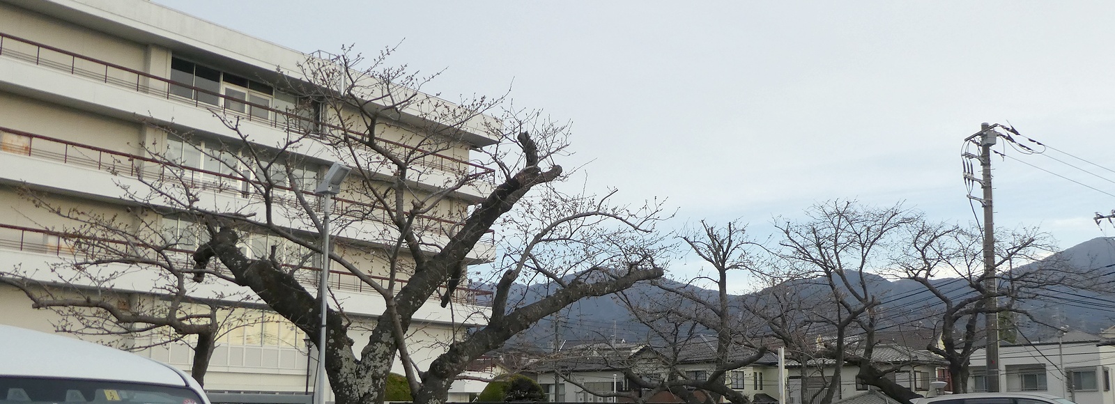 秦野市役所の桜02