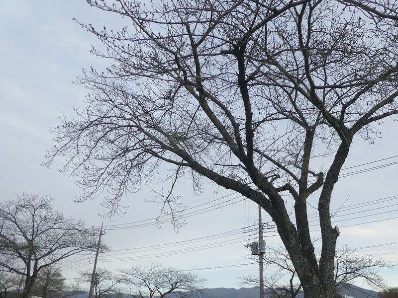 はだの桜みちの桜02