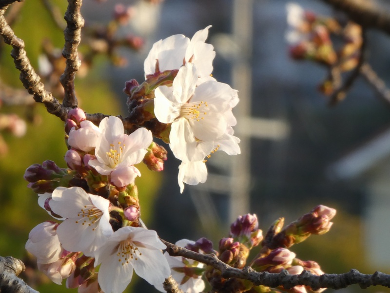 カルチャーパーク前の桜01