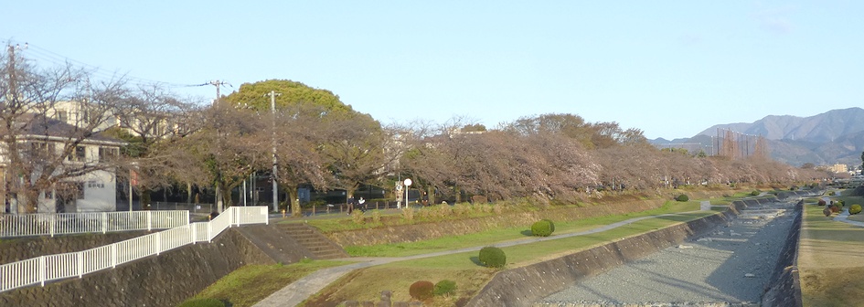 富士見大橋から見たの桜01