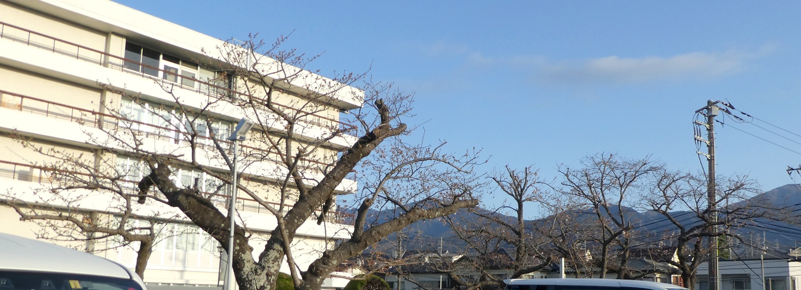 秦野市役所の桜02