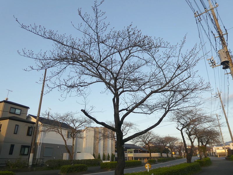 はだの桜みちの桜03