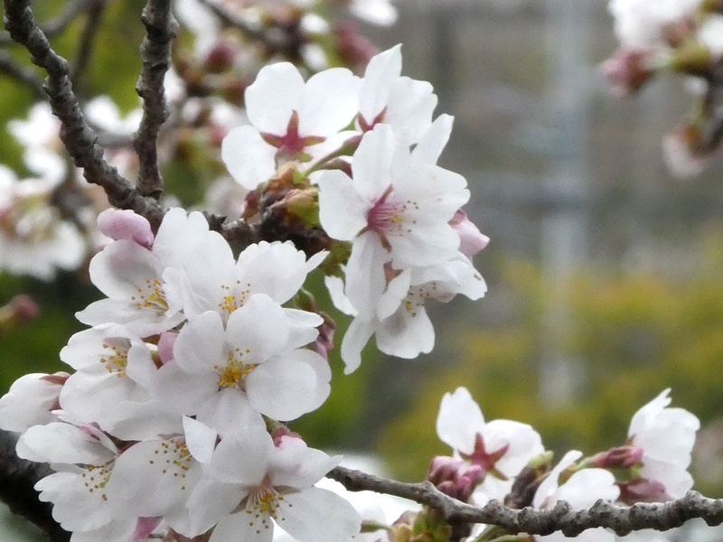 今日の桜の様子