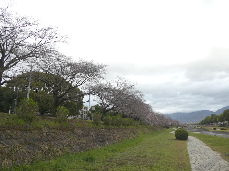 カルチャーパーク前の桜03