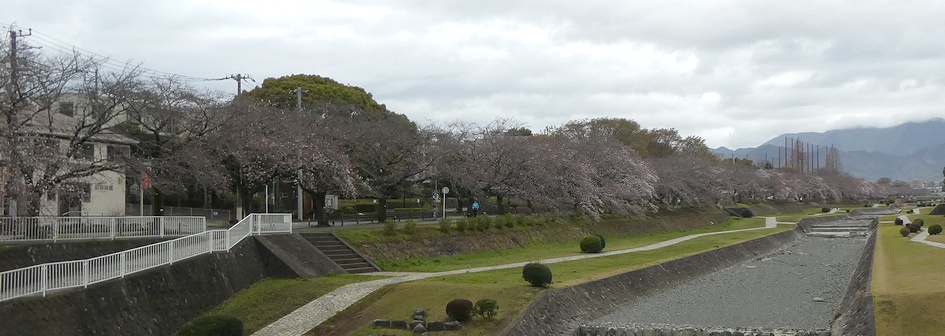 富士見大橋から見たの桜01