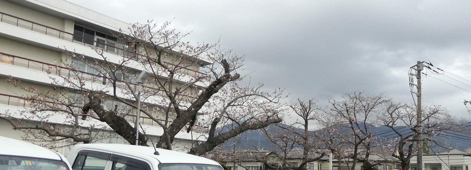 秦野市役所の桜02