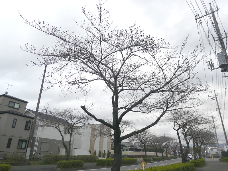 はだの桜みちの桜03